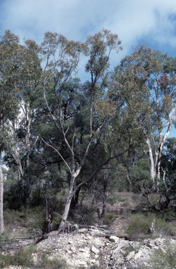 APII jpeg image of Eucalyptus mediocris  © contact APII