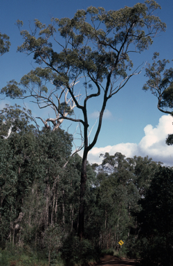 APII jpeg image of Eucalyptus melanoleuca  © contact APII