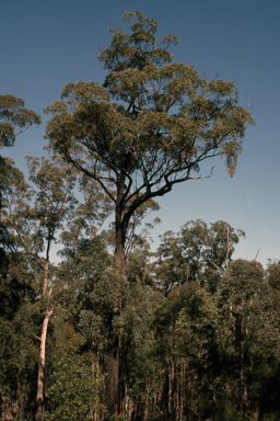APII jpeg image of Eucalyptus melanoleuca  © contact APII