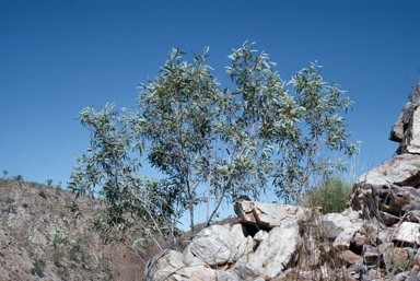 APII jpeg image of Eucalyptus nudicaulis  © contact APII