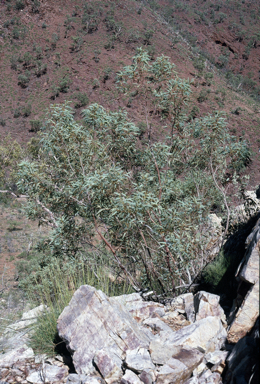 APII jpeg image of Eucalyptus nudicaulis  © contact APII