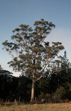 APII jpeg image of Eucalyptus obliqua  © contact APII