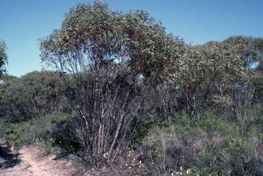 APII jpeg image of Eucalyptus obtusiflora  © contact APII