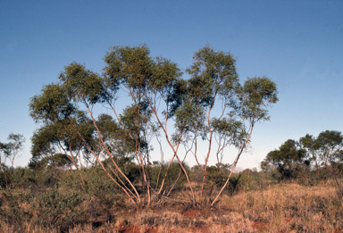 APII jpeg image of Eucalyptus odontocarpa  © contact APII