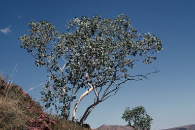 APII jpeg image of Eucalyptus ordiana  © contact APII