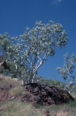 APII jpeg image of Eucalyptus ordiana  © contact APII