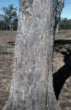 APII jpeg image of Eucalyptus orgadophila  © contact APII