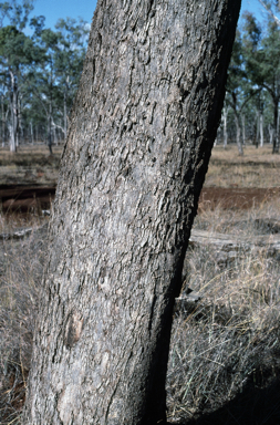 APII jpeg image of Eucalyptus orgadophila  © contact APII