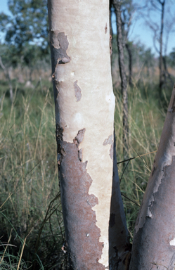 APII jpeg image of Eucalyptus pantoleuca  © contact APII