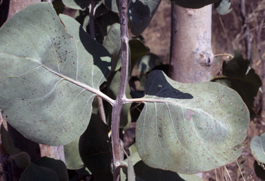 APII jpeg image of Eucalyptus pantoleuca  © contact APII