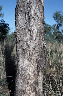 APII jpeg image of Eucalyptus patellaris  © contact APII