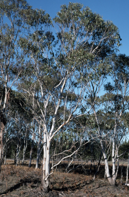 APII jpeg image of Eucalyptus pauciflora subsp. paucifora  © contact APII