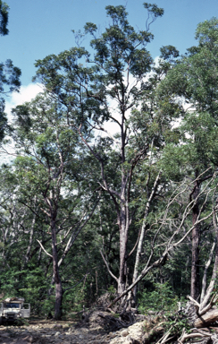 APII jpeg image of Eucalyptus pellita  © contact APII