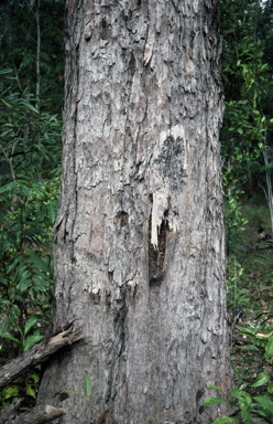 APII jpeg image of Eucalyptus pellita  © contact APII