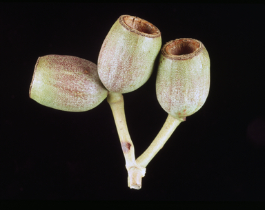 APII jpeg image of Corymbia cadophora subsp. cadophora  © contact APII