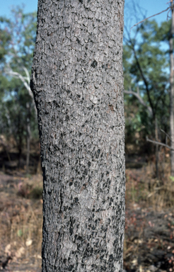 APII jpeg image of Corymbia porrecta  © contact APII