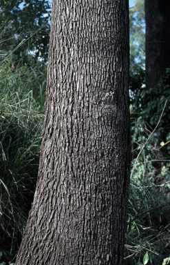 APII jpeg image of Eucalyptus raveretiana  © contact APII