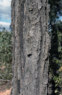 APII jpeg image of Eucalyptus rhombica  © contact APII