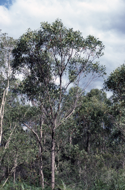 APII jpeg image of Eucalyptus robusta  © contact APII