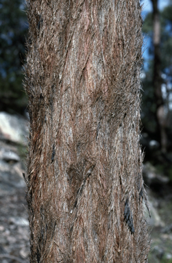 APII jpeg image of Eucalyptus rubiginosa  © contact APII