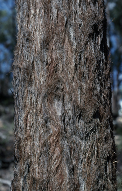 APII jpeg image of Eucalyptus rubiginosa  © contact APII