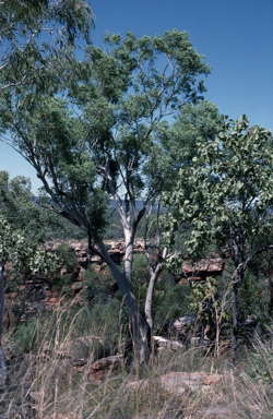 APII jpeg image of Eucalyptus rupestris  © contact APII