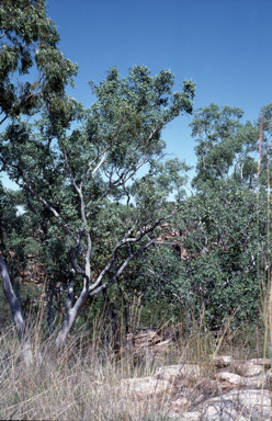 APII jpeg image of Eucalyptus rupestris  © contact APII