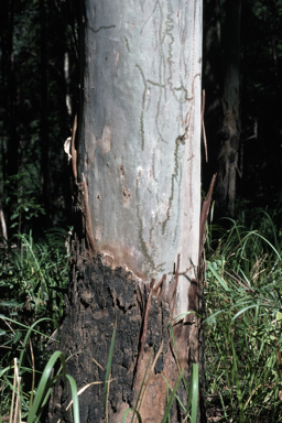 APII jpeg image of Eucalyptus saligna  © contact APII