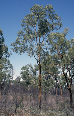 APII jpeg image of Corymbia scabrida  © contact APII