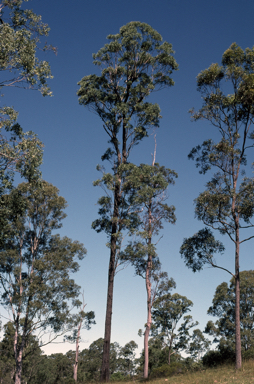 APII jpeg image of Eucalyptus siderophloia  © contact APII