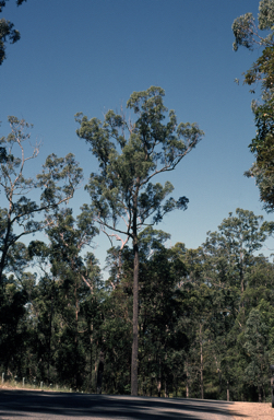 APII jpeg image of Eucalyptus siderophloia  © contact APII