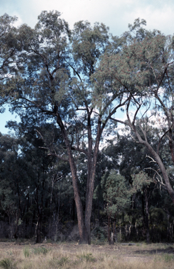 APII jpeg image of Eucalyptus sideroxylon  © contact APII