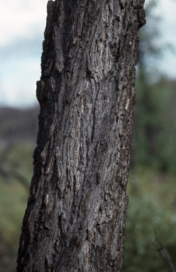 APII jpeg image of Eucalyptus sicilifolia  © contact APII