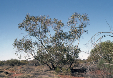 APII jpeg image of Eucalyptus sparsa  © contact APII