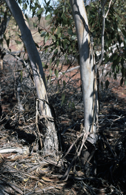 APII jpeg image of Eucalyptus sparsa  © contact APII