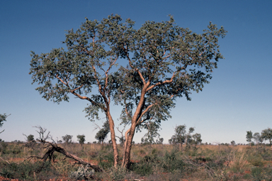 APII jpeg image of Corymbia sphaerica  © contact APII