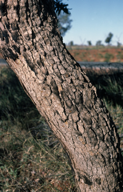 APII jpeg image of Corymbia sphaerica  © contact APII