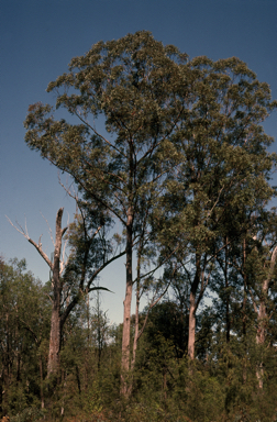 APII jpeg image of Eucalyptus sphaerocarpa,<br/>Eucalyptus sphaerocarpa  © contact APII