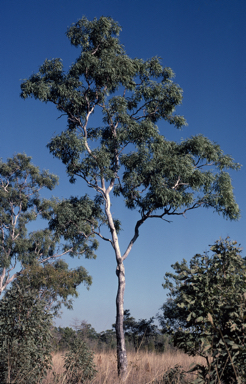 APII jpeg image of Eucalyptus tectifica  © contact APII