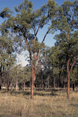APII jpeg image of Eucalyptus tenuipes  © contact APII