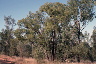 APII jpeg image of Eucalyptus tenuipes  © contact APII