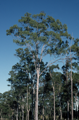 APII jpeg image of Eucalyptus tereticornis  © contact APII