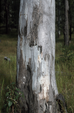 APII jpeg image of Eucalyptus tereticornis  © contact APII