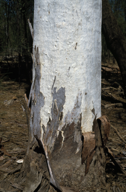 APII jpeg image of Eucalyptus tereticornis  © contact APII