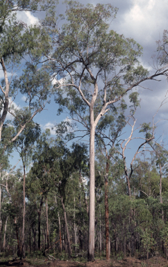 APII jpeg image of Eucalyptus tetrodonta  © contact APII