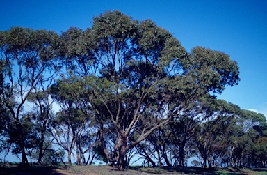 APII jpeg image of Eucalyptus behriana  © contact APII