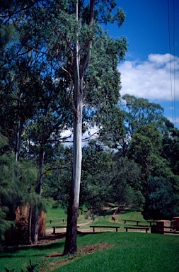 APII jpeg image of Eucalyptus benthamii  © contact APII