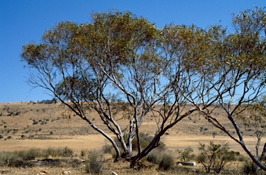 APII jpeg image of Eucalyptus blaxellii  © contact APII