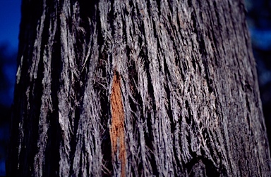 APII jpeg image of Eucalyptus blaxlandii  © contact APII