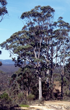 APII jpeg image of Eucalyptus blaxlandii  © contact APII